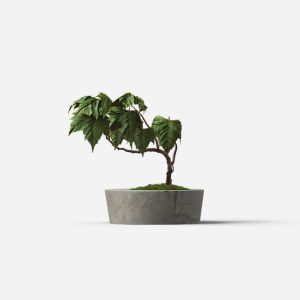 The Little Tree